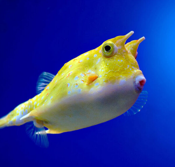 گاو ماهی شاخ بلند