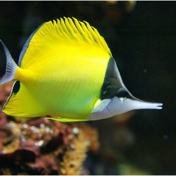 پروانه لانگ نویز