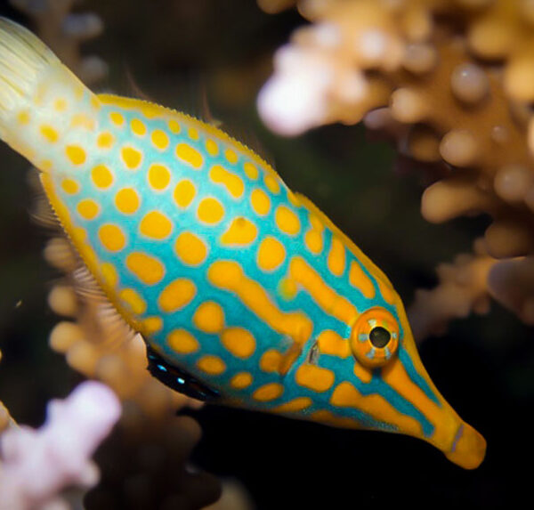 فیل فیش هارلکویین