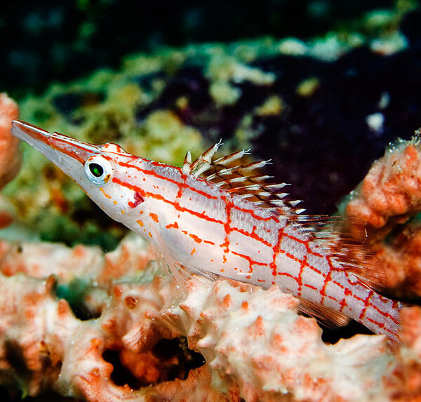 شاهین بینی دراز