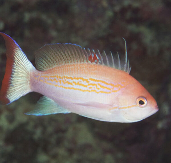 آنتیاس لوزون