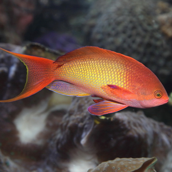 آنتیاس دم چنگکی اقیانوس هند