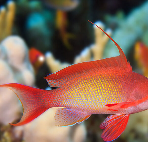 آنتیاس فرشته ی قرمز