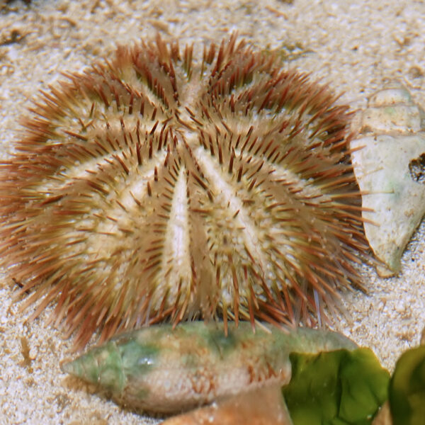 توتیای دریایی