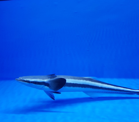 رمورا دم سفید