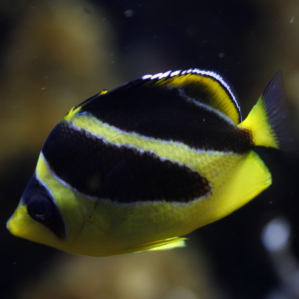 پروانه ماهی هندی