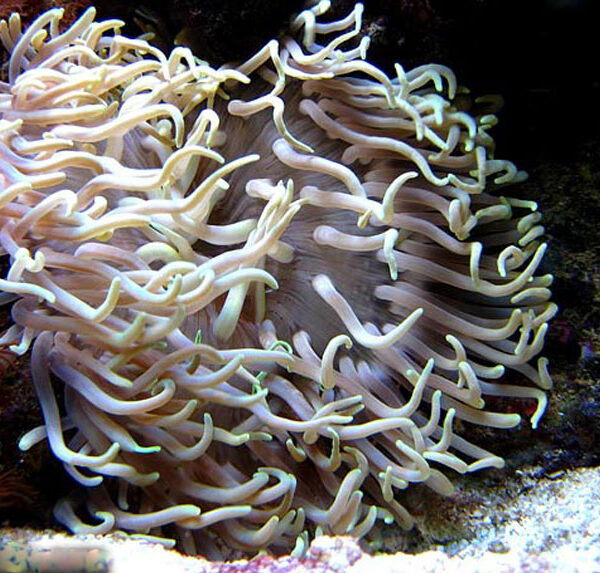 شقایق پایه قرمز زرد و سفید