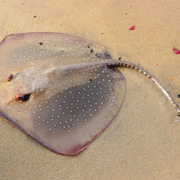 سفره ماهی دم گزنده