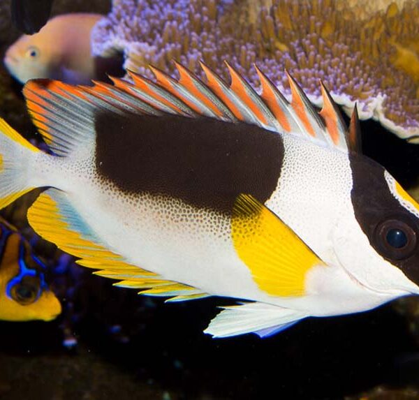 روباه ماهی سلطنتی