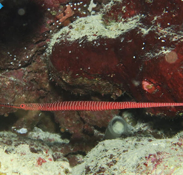 پایپ فیش مولتی بار