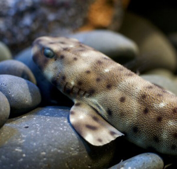 گربه کوسه ماربل