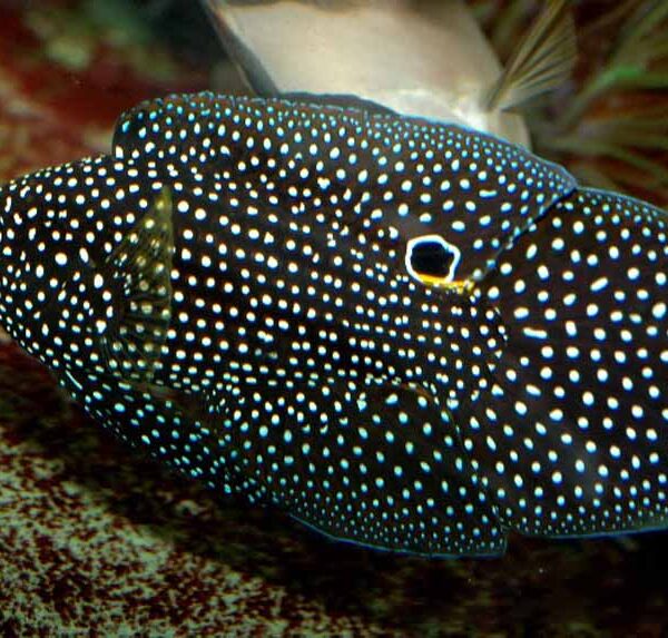 گروپر دنباله دار