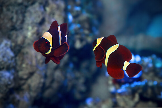 دلقک ماهی اسلاریس قهوه ای