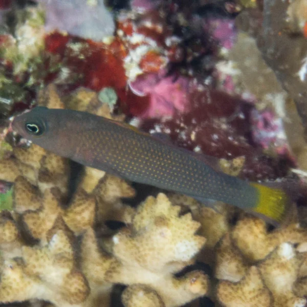 داتی بک مارشال