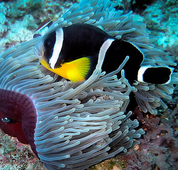 دلقک ماهی موریس