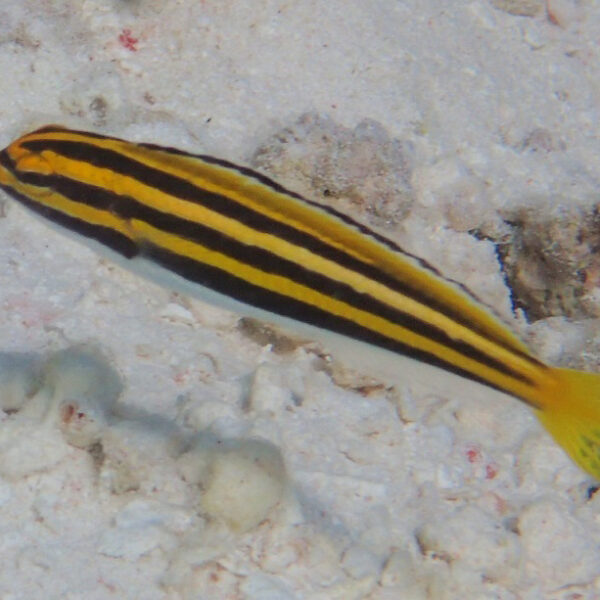 بلنی راه راه