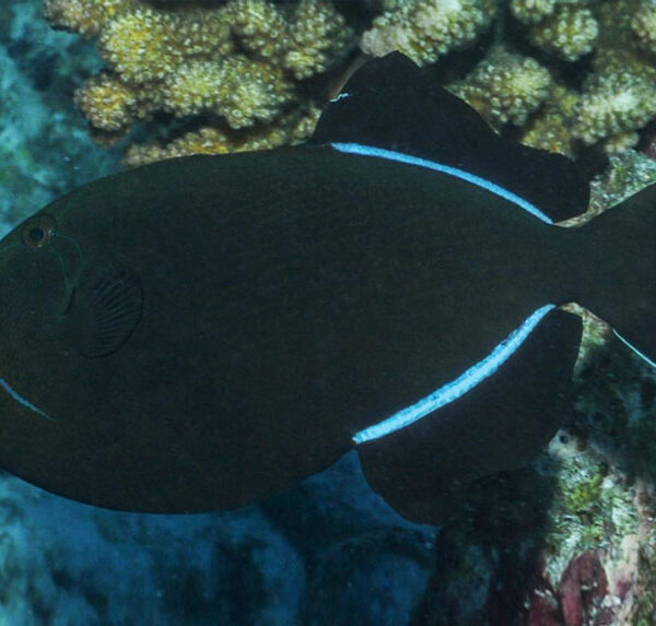 ماشه ماهی هندی