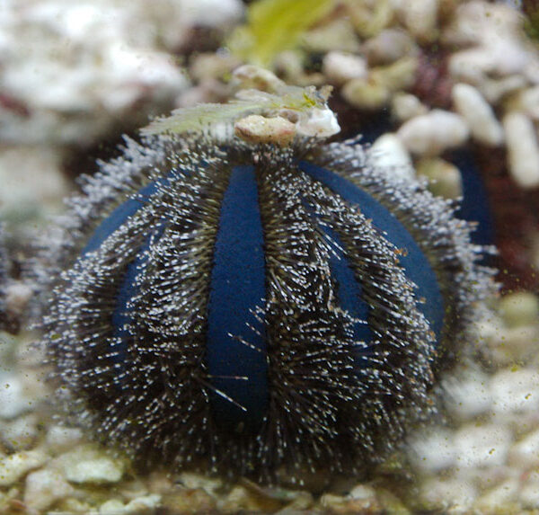 توتیای بلو توکسیدو