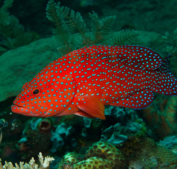 گروپر مرجانی