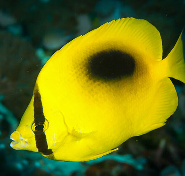 پروانه میرور