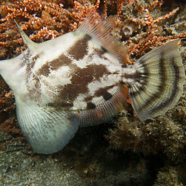 فایل فیش کت چرمی