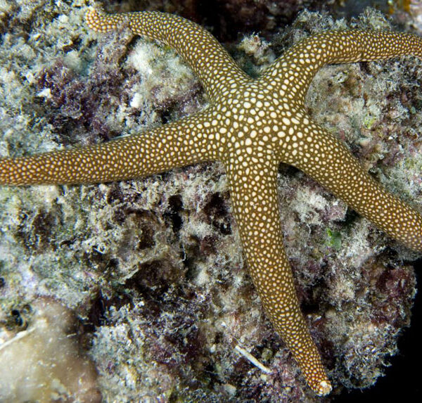 ستاره دریایی زگیل دار