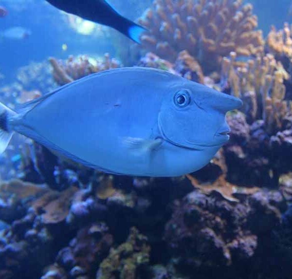 جراح ماهی ناسو تک شاخ