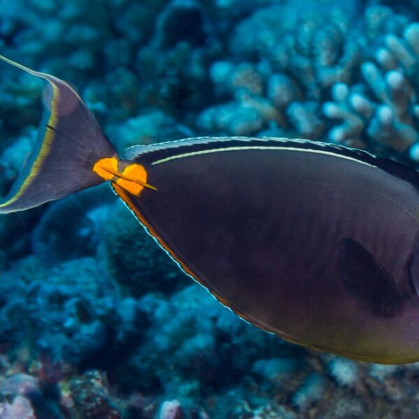 جراح ماهی ناسو بلوند