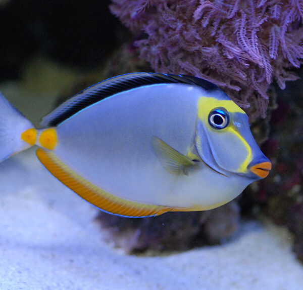 جراح ماهی ناسو