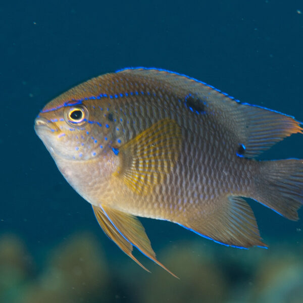 دامسل دم قرمز