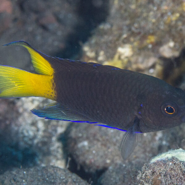 دامسل دم زرد