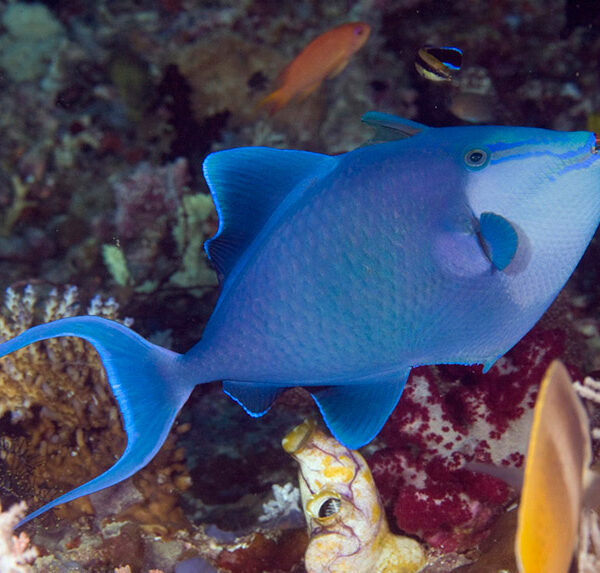 ماشه ماهی نایجر