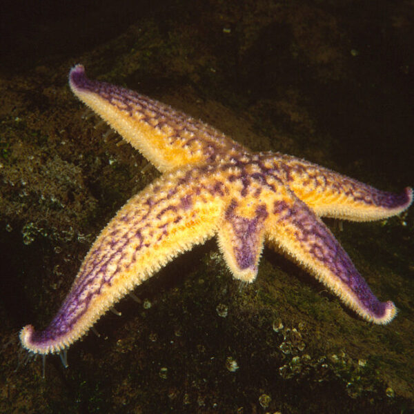 ستاره دریایی مرمری بنفش