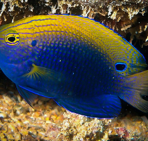 دامسل خال رنگی