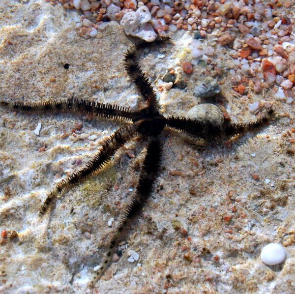 ستاره دریای شکننده راه راه