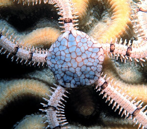 ستاره دریایی شکننده سفید