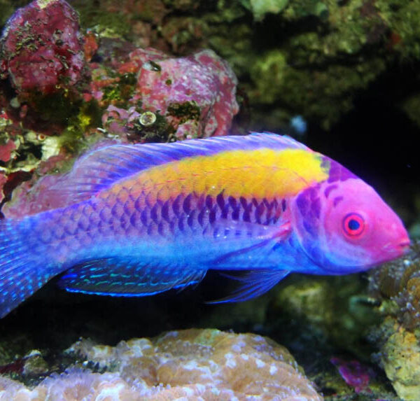 راس فرشته پشت نارنجی