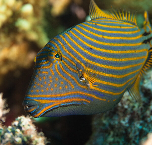 ماشه ماهی موج دار