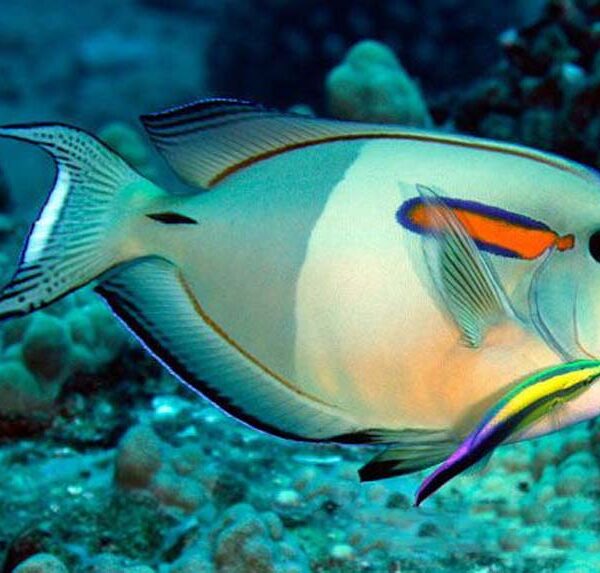 جراح ماهی شانه نارنجی