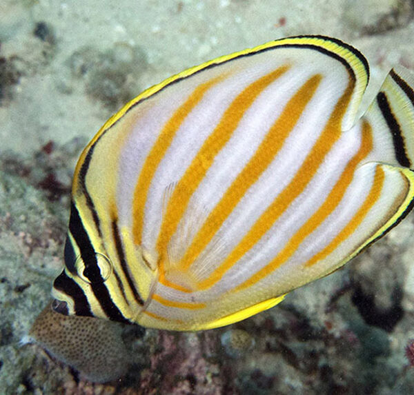 پروانه مزین