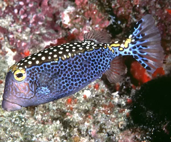 جعبه ماهی خالدار قهوه ای