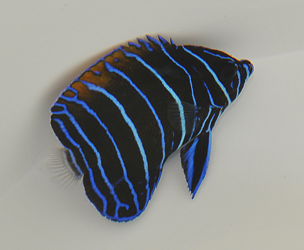 فرشته ماهی مجستیک (نابالغ)