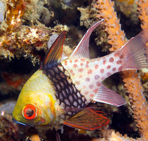 کاردینال پاجاما