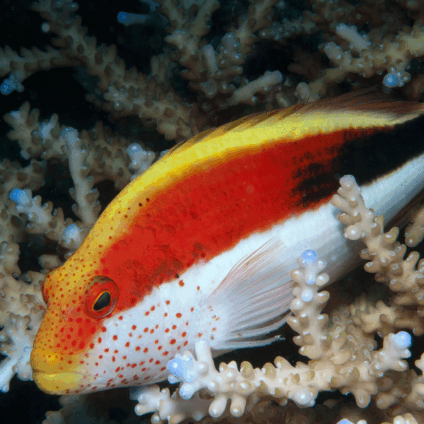 شاهین ماهی فورسترز