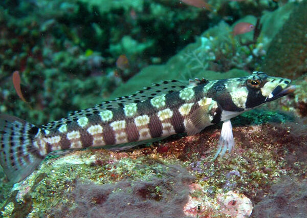 ویور چهار بند