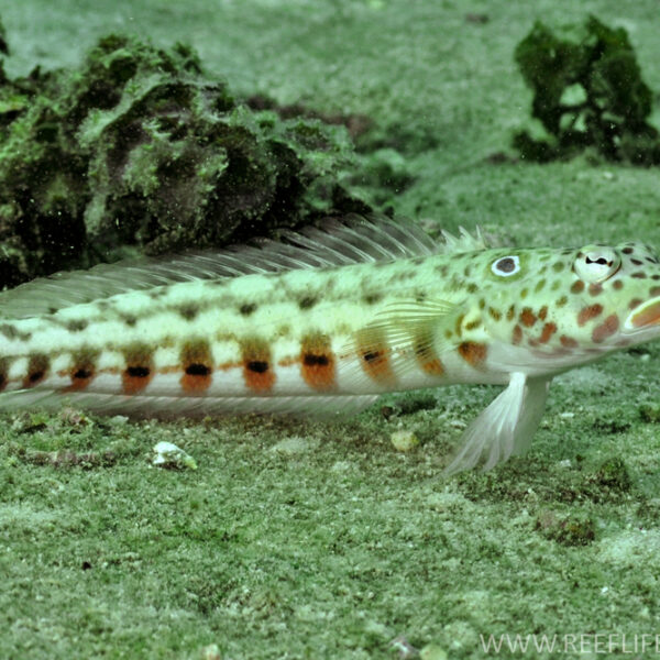 ویور خالدار