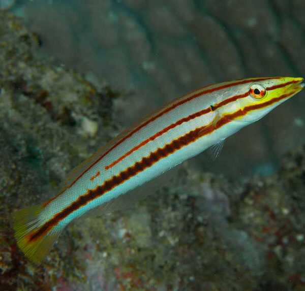 راس مدادی راه راه