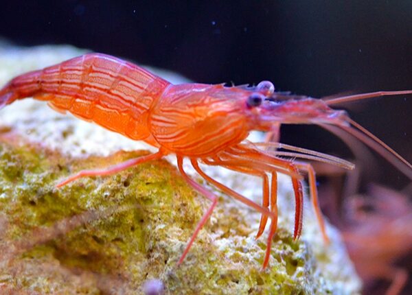 میگوی نعنایی