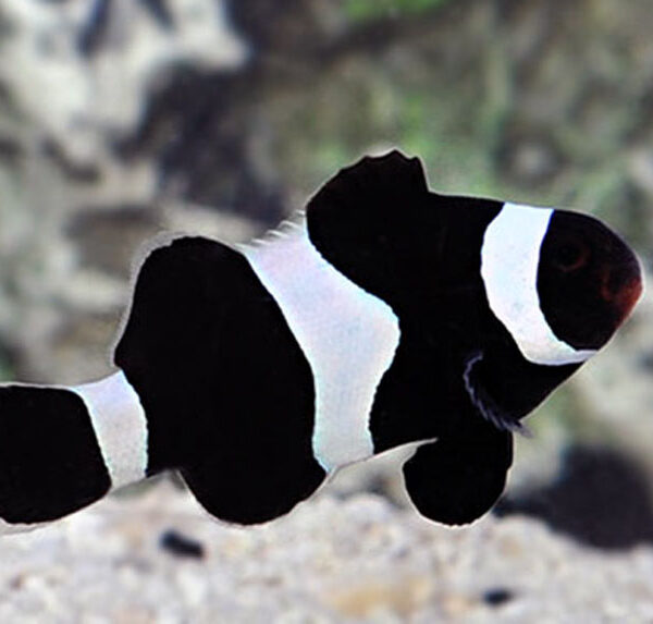 دلقک ماهی بلک فوتون