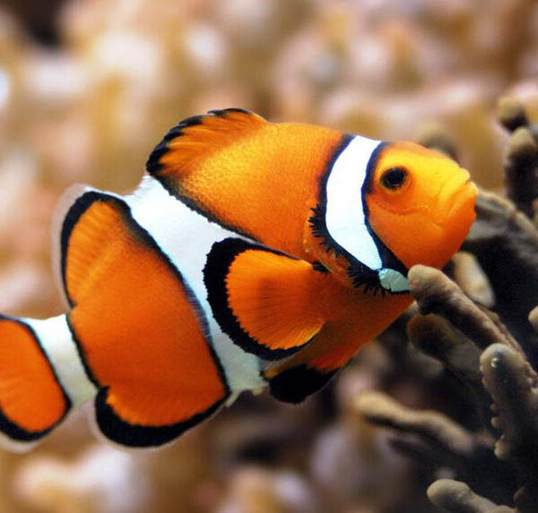 دلقک ماهی پرکولا